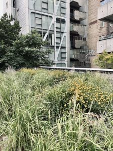 하이 라인  (High Line)